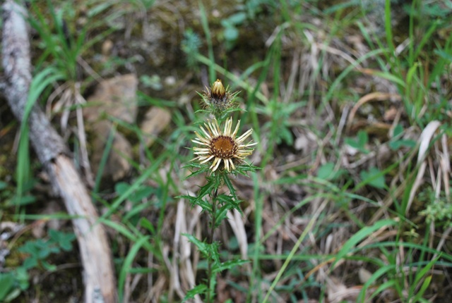 Carlina vulgaris